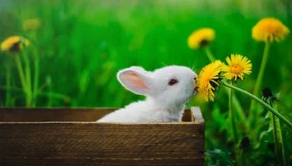 开云体育_ 德甲俱乐部转会策略：如何保持竞争力？，2021-2022德甲转会